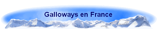 Galloways en France